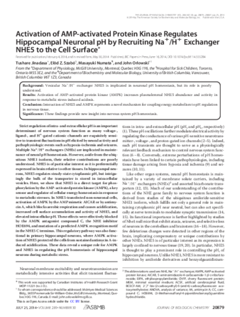 Activation of AMP-activated Protein Kinase Regulates Hippocampal Neuronal pH by Recruiting Na+/H+ Exchanger NHE5 to the Cell Surface thumbnail