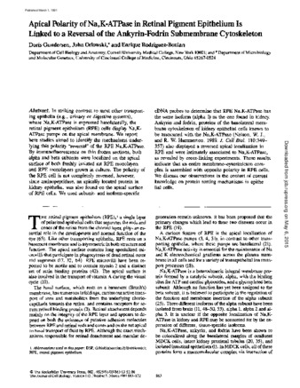 Apical polarity of Na,K-ATPase in retinal pigment epithelium is linked to a reversal of the ankyrin-fodrin submembrane cytoskeleton thumbnail