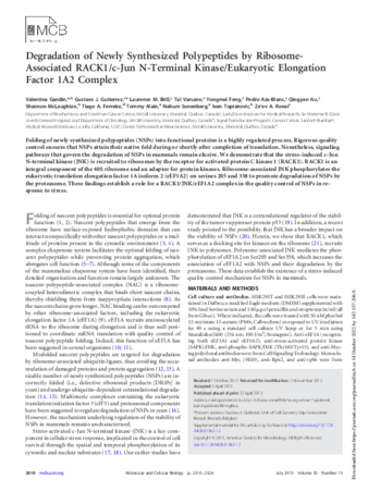 Degradation of Newly Synthesized Polypeptides by Ribosome-Associated RACK1/c-Jun N-Terminal Kinase/Eukaryotic Elongation Factor 1A2 Complex thumbnail