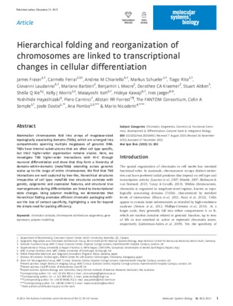 Hierarchical folding and reorganization of chromosomes are linked to transcriptional changes in cellular differentiation thumbnail