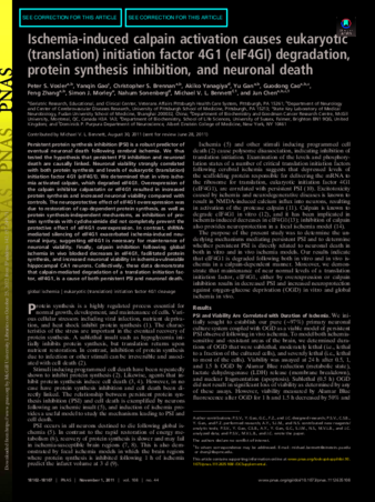 Ischemia-induced calpain activation causes eukaryotic (translation) initiation factor 4G1 (eIF4GI) degradation, protein synthesis inhibition, and neuronal death thumbnail