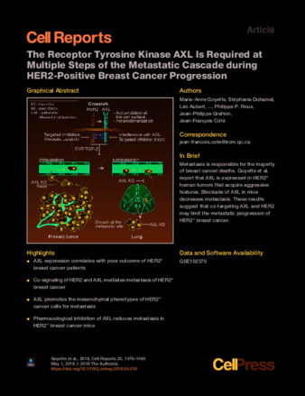 The Receptor Tyrosine Kinase AXL Is Required at Multiple Steps of the Metastatic Cascade during HER2-Positive Breast Cancer Progression thumbnail