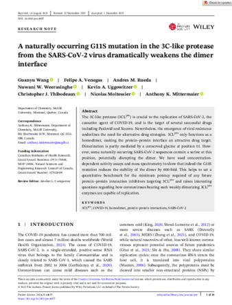 A naturally occurring G11S mutation in the 3C-like protease from the SARS-CoV-2 virus dramatically weakens the dimer interface thumbnail