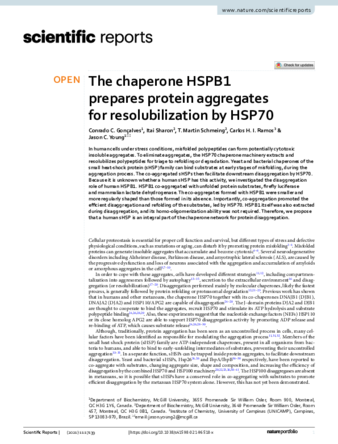 The chaperone HSPB1 prepares protein aggregates for resolubilization by HSP70 thumbnail