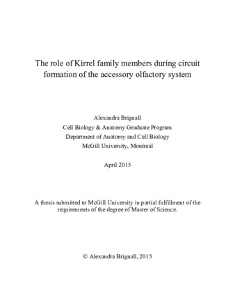 The role of Kirrel family members during circuit formation of the accessory olfactory system thumbnail